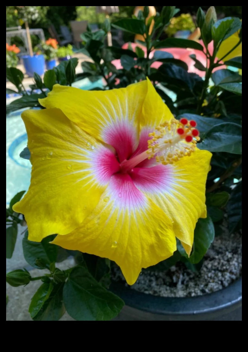 Morning Blooms Hibiscus Ο ζωντανός τρόπος για να ξεκινήσετε την ημέρα σας 4 Morning Blooms: Ξεκινήστε τη μέρα σας με το ζωηρό άγγιγμα του ιβίσκου