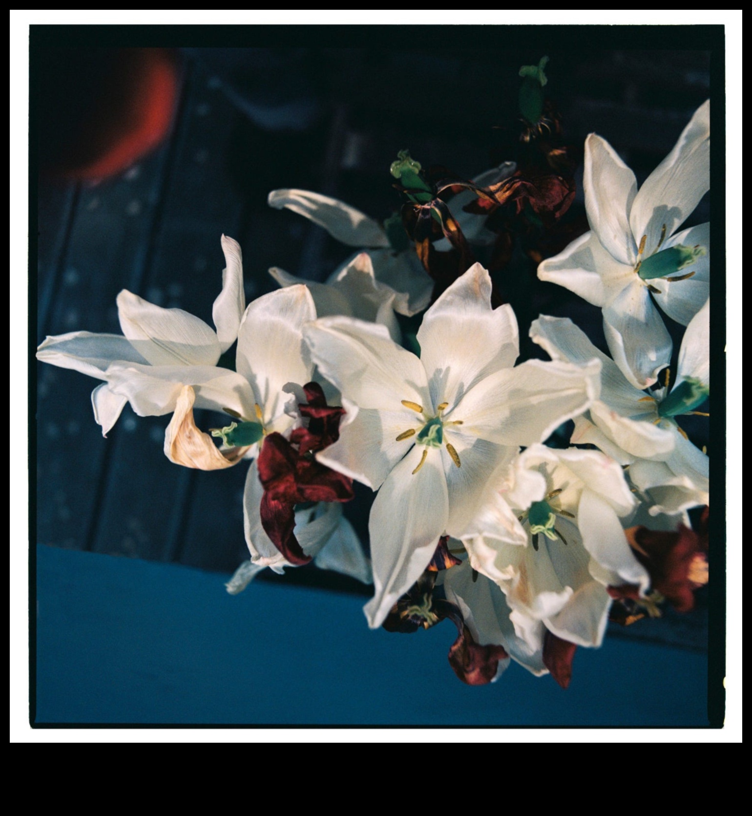 Still Life Symphony: Creating Visual Harmony