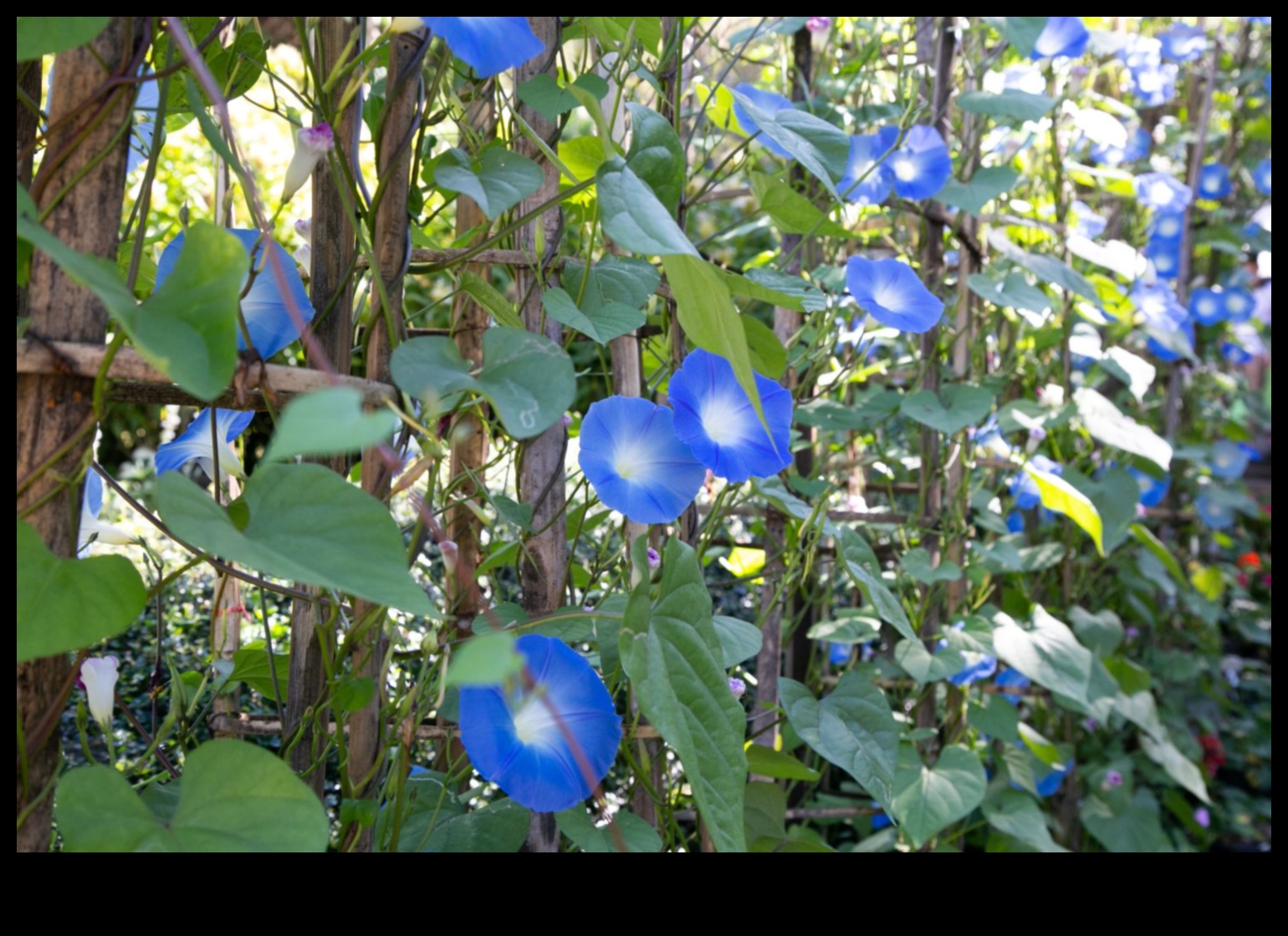 Morning Glory: Ξεκινήστε τη μέρα σας με ένα ποτήρι φρέσκα φρούτα καλοσύνης
