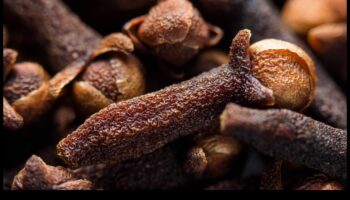 Μακρο φακός DIY Photography: Exploring Close-up Photography