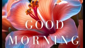 Morning Blooms Hibiscus Ο λογικός προσέγγιση για να έχετε κατά νου να ξεκινήσετε τη μέρα σας 4 Morning Blooms: Ξεκινήστε τη μέρα σας με το ζωηρό άγγιγμα του ιβίσκου