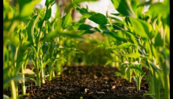 Πώς συμβάλλουν διαφορετικές γεωργικές πρακτικές στη βιωσιμότητα των τοπίων;