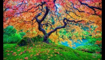 Landscape Symphony: Nature's Harmony in Every Shot