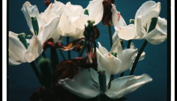 Still Life Symphony: Creating Visual Harmony