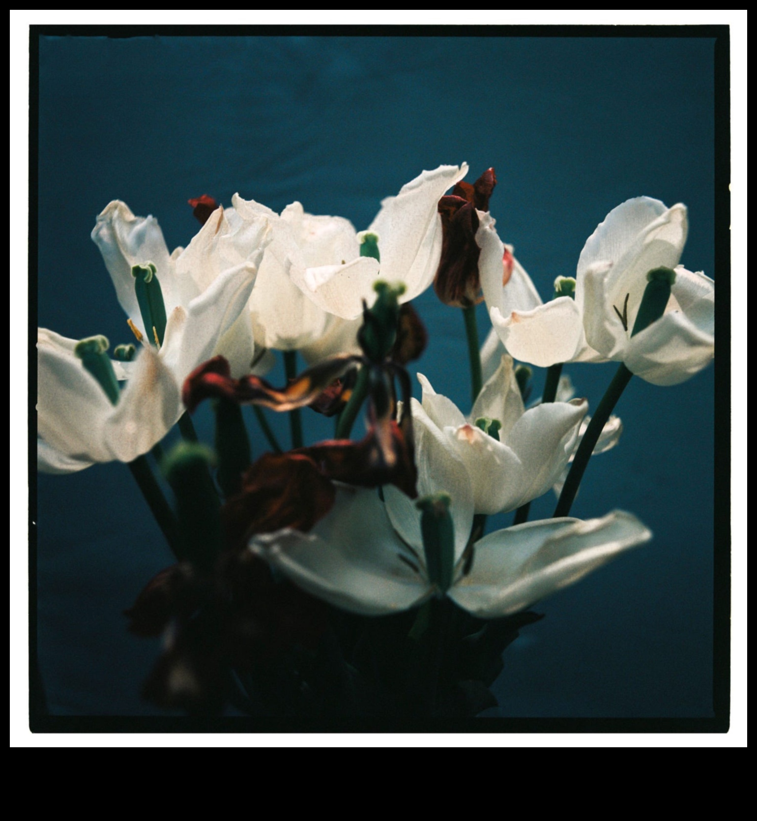 Still Life Symphony: Creating Visual Harmony